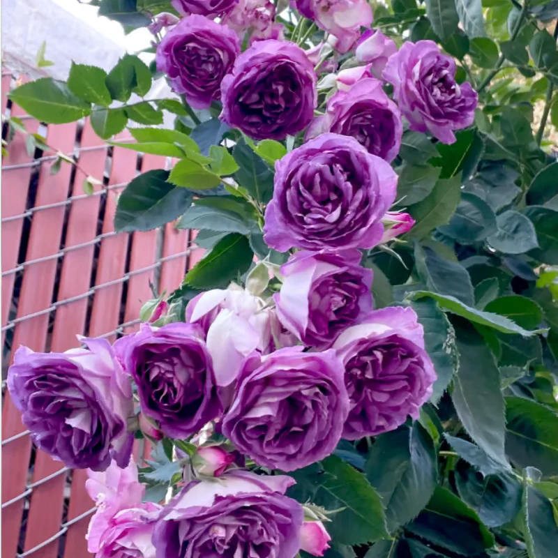 Climbing Rose Seeds ~ Transform fences into floral walls naturally~ - Image 10