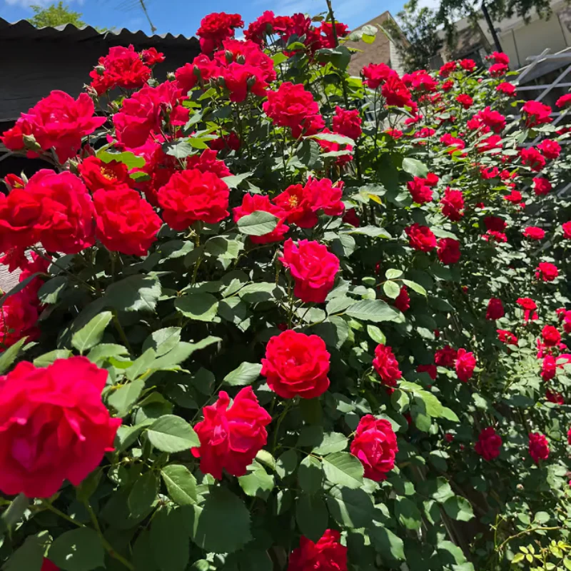 Climbing Rose Seeds ~ Transform fences into floral walls naturally~ - Image 11