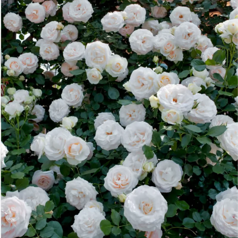 Climbing Rose Seeds ~ Transform fences into floral walls naturally~ - Image 12