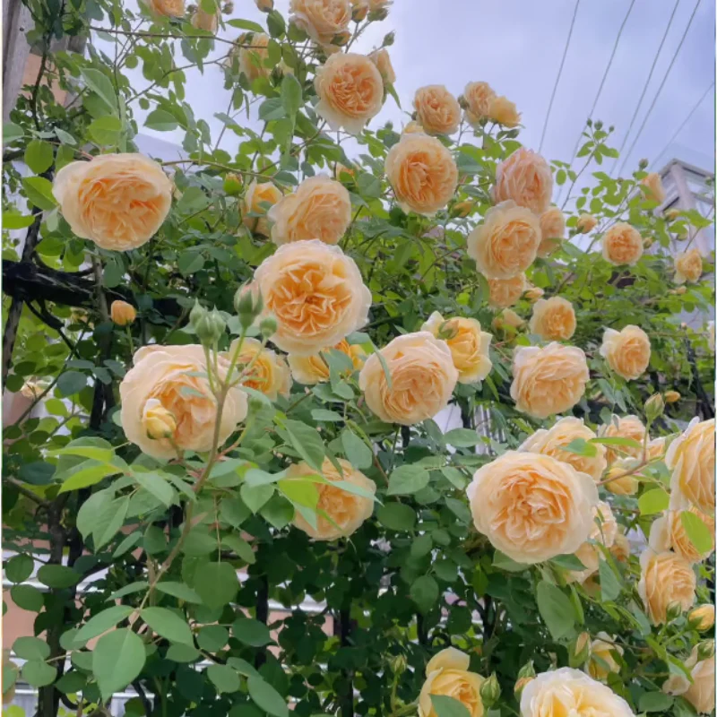 Climbing Rose Seeds ~ Transform fences into floral walls naturally~ - Image 13