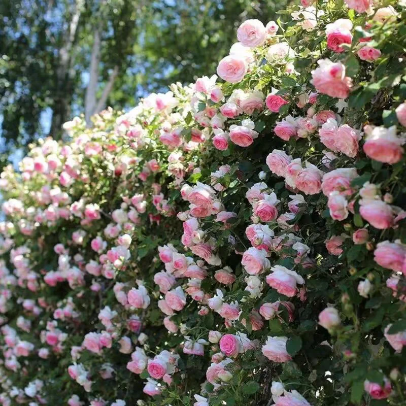 Climbing Rose Seeds ~ Transform fences into floral walls naturally~ - Image 3