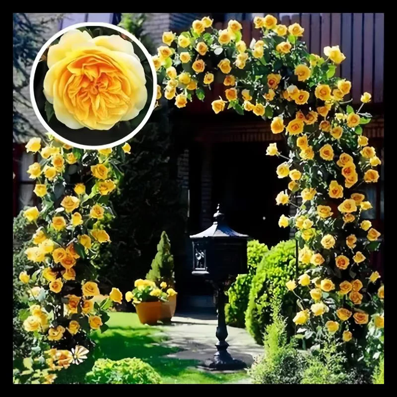 Climbing Rose Seeds ~ Transform fences into floral walls naturally~ - Image 4