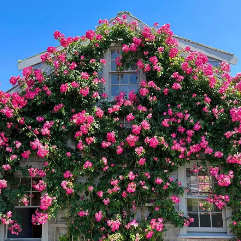 Climbing Rose Seeds ~ Transform fences into floral walls naturally~ - Image 5