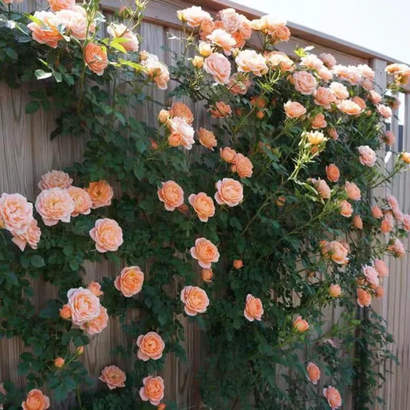 Climbing Rose Seeds ~ Transform fences into floral walls naturally~ - Image 6