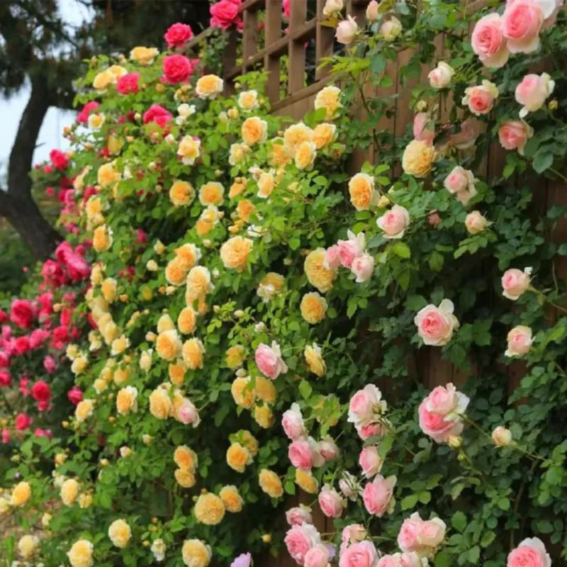 Climbing Rose Seeds ~ Transform fences into floral walls naturally~ - Image 7