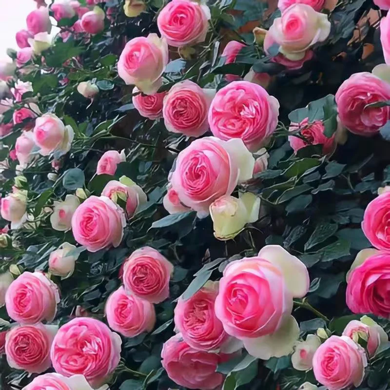 Climbing Rose Seeds ~ Transform fences into floral walls naturally~ - Image 8