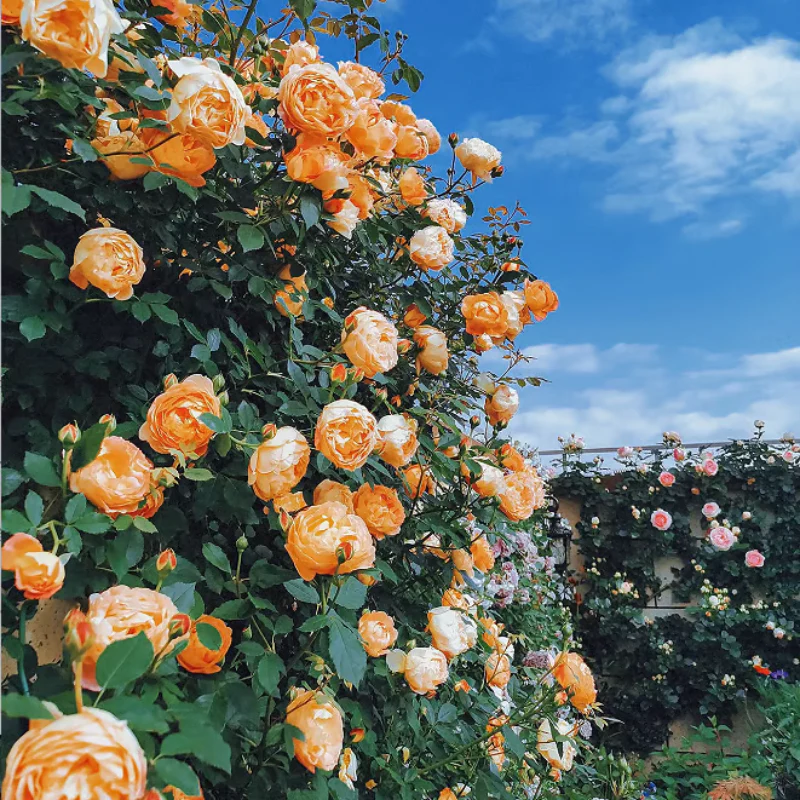 Climbing Rose Seeds ~ Transform fences into floral walls naturally~ - Image 9