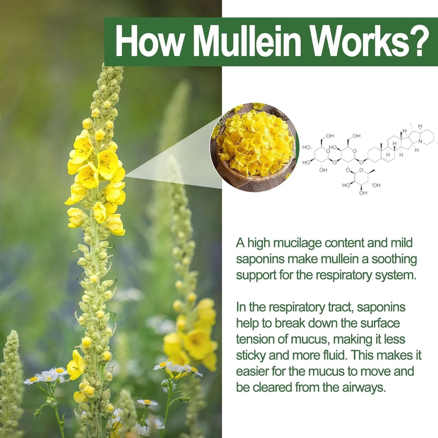 Mullein Lung Detox Gummies ~ Clear Mucus & Boost Respiratory Health - Image 2