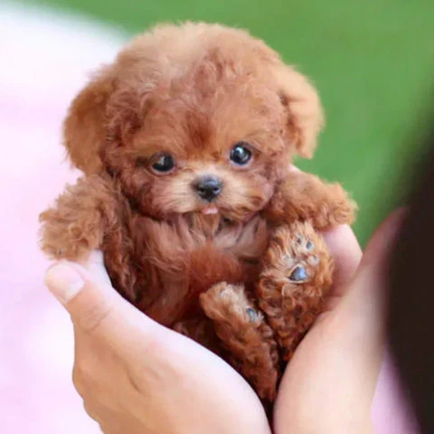 Realistic Robot Puppy 2.0 Upgrade (URBAN LANE GOODS LLC - AL) - Image 7