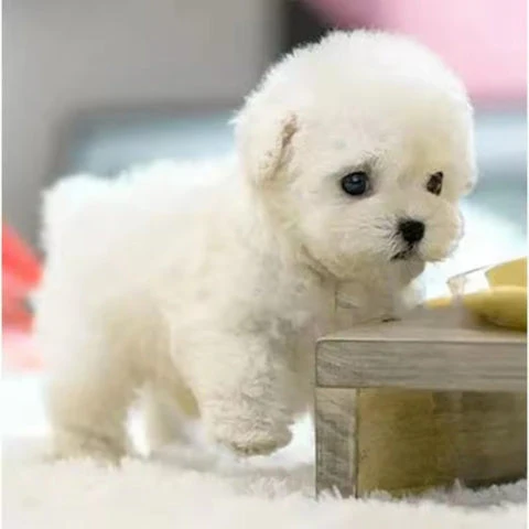 Realistic Robot Puppy 2.0 Upgrade (URBAN LANE GOODS LLC - AL) - Image 8
