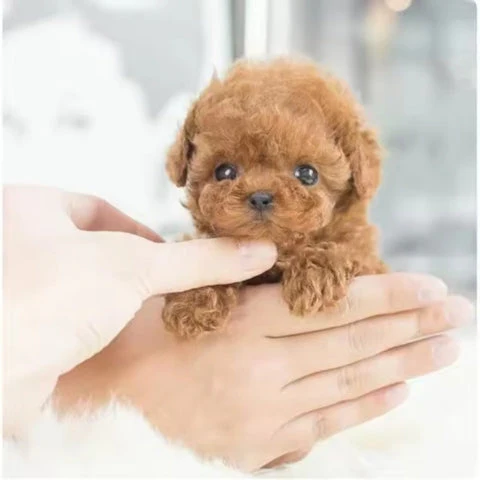 Realistic Robot Puppy 2.0 Upgrade (URBAN LANE GOODS LLC - AL) - Image 9